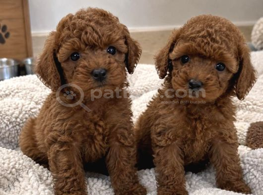 Hayalinizdeki Toy Poodle Sizi Bekliyor