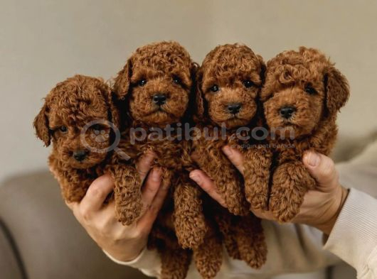 Hayalinizdeki Toy Poodle Sizi Bekliyor