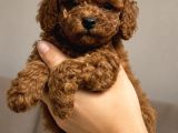 Ruhsatlı Çiftlikten Poodle Yavruları