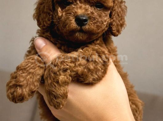 Ruhsatlı Çiftlikten Poodle Yavruları