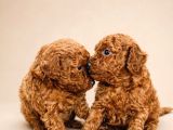Farklı Renk Ve Özelliklerde Poodle Yavruları