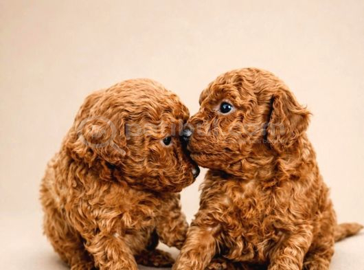 Farklı Renk Ve Özelliklerde Poodle Yavruları