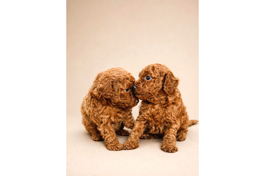 Farklı Renk Ve Özelliklerde Poodle Yavruları