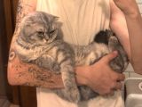 Ücretsiz 2 Yaşinda Tüm Aşilari Tam Erkek Scotti̇sh Fold Kedi̇me