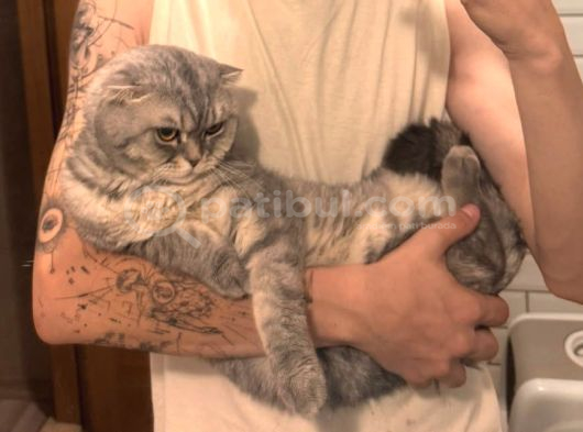Ücretsiz 2 Yaşinda Tüm Aşilari Tam Erkek Scotti̇sh Fold Kedi̇me görsel