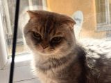 Ücretsiz 2 YAŞINDA TÜM AŞILARI TAM ERKEK SCOTTİSH FOLD KEDİME