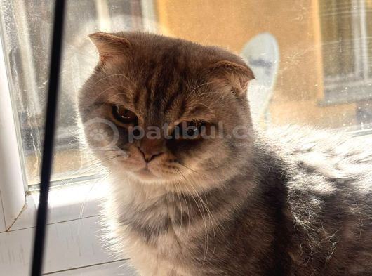 Ücretsiz 2 Yaşinda Tüm Aşilari Tam Erkek Scotti̇sh Fold Kedi̇me