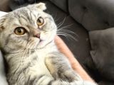 Ücretsiz 2 Yaşinda Tüm Aşilari Tam Erkek Scotti̇sh Fold Kedi̇me
