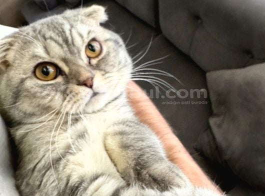 Ücretsiz 2 Yaşinda Tüm Aşilari Tam Erkek Scotti̇sh Fold Kedi̇me görsel