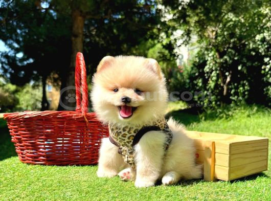 Gülen Surat Boo Pomeranian Yavrular görsel