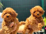Ki̇lo Garanti̇li̇ Poodle Yavrularimiz