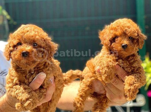 Ki̇lo Garanti̇li̇ Poodle Yavrularimiz görsel