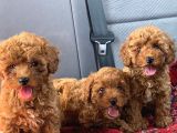 Ki̇lo Garanti̇li̇ Poodle Yavrularimiz
