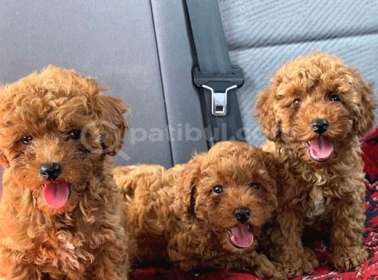 Ki̇lo Garanti̇li̇ Poodle Yavrularimiz görsel