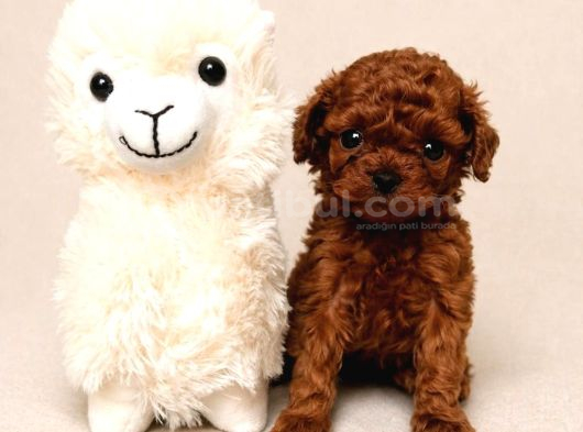 Garanti̇li̇ Toy Poodle Yavruları
