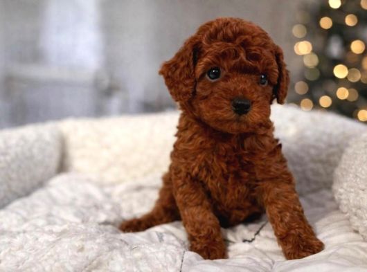 Farklı Renk Ve Özelliklerde Poodle Yavruları