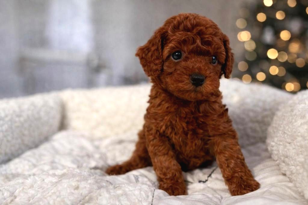 Farklı Renk Ve Özelliklerde Poodle Yavruları