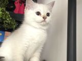 Dişi British Shorthair