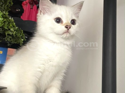 Dişi British Shorthair görsel