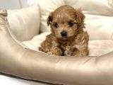 Toy Poodle Sevi̇mli̇ Yavrular Ev Üreti̇mi̇