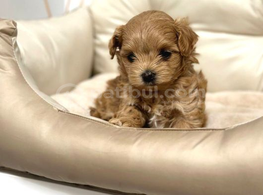 Toy Poodle Sevi̇mli̇ Yavrular Ev Üreti̇mi̇ görsel