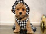 Malti̇poo Ci̇nsi̇ Yavrular Ev Üreti̇mi̇