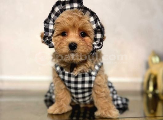 Malti̇poo Ci̇nsi̇ Yavrular Ev Üreti̇mi̇ görsel