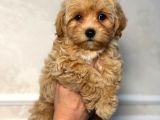 MALTİPOO CİNSİ YAVRULAR EV ÜRETİMİ