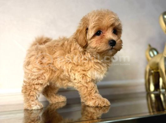 Malti̇poo Ci̇nsi̇ Yavrular Ev Üreti̇mi̇ görsel