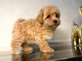 Malti̇poo Ci̇nsi̇ Yavrular Ev Üreti̇mi̇