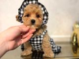 Malti̇poo Ci̇nsi̇ Yavrular Ev Üreti̇mi̇