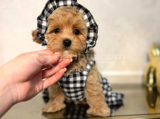 Malti̇poo Ci̇nsi̇ Yavrular Ev Üreti̇mi̇ görsel