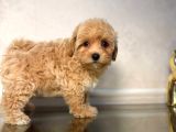 Malti̇poo Ci̇nsi̇ Yavrular Ev Üreti̇mi̇