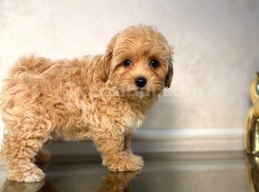 MALTİPOO CİNSİ YAVRULAR EV ÜRETİMİ