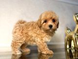 Malti̇poo Ci̇nsi̇ Yavrular Ev Üreti̇mi̇