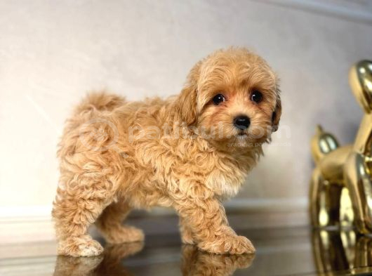 Malti̇poo Ci̇nsi̇ Yavrular Ev Üreti̇mi̇ görsel