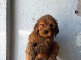 Toy Poodle Sevi̇mli̇ Yavrular Ev Üreti̇mi̇