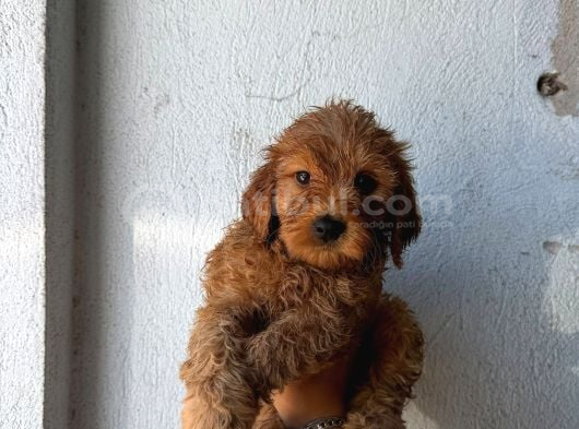 Toy Poodle Sevi̇mli̇ Yavrular Ev Üreti̇mi̇