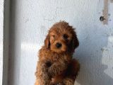 Toy Poodle Sevi̇mli̇ Yavrular Ev Üreti̇mi̇