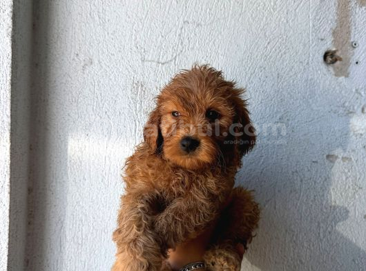 Toy Poodle Sevi̇mli̇ Yavrular Ev Üreti̇mi̇ görsel