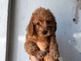 Toy Poodle Sevi̇mli̇ Yavrular Ev Üreti̇mi̇