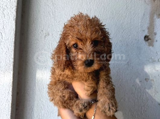 Toy Poodle Sevi̇mli̇ Yavrular Ev Üreti̇mi̇ görsel