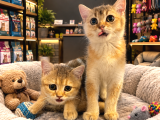 Mükemmel Güzellikte British Shorthair Golden Yavrumuz