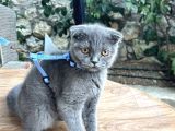 3buçuk aylık erkek yavru sağlıklı Cins kedi ankara