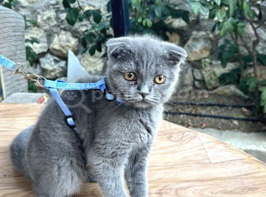 3buçuk aylık erkek yavru sağlıklı Cins kedi ankara