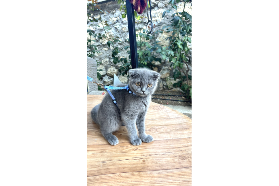 3buçuk Aylık Erkek Yavru Sağlıklı Cins Kedi Ankara