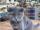3Buçuk Aylık Erkek Yavru Sağlıklı Cins Kedi Ankara