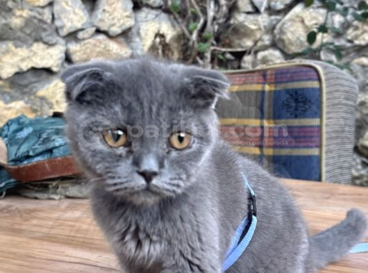 3Buçuk Aylık Erkek Yavru Sağlıklı Cins Kedi Ankara görsel