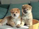 Asil Duruşu Ve Özgün Karakteriyle Shiba Inu Yavruları