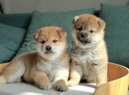 Asil Duruşu Ve Özgün Karakteriyle Shiba Inu Yavruları görsel